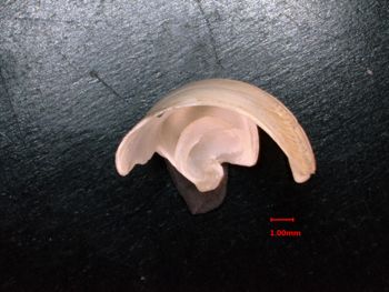 Media type: image;   Malacology 232049 Description: bottom view of valve;  Aspect: basal